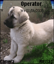 kangal