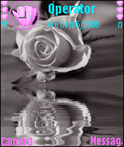 white rose