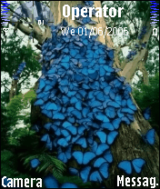 butterflys