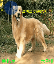叛逆先锋