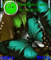 butterfly