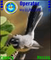 gray fantail 