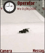Anim--housefly