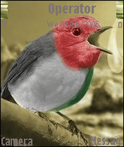 bird in the palestine