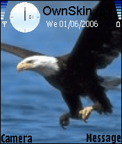 bald eagle