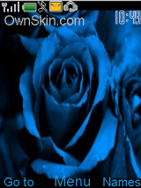blue rose