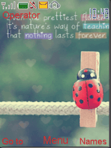 lady bug