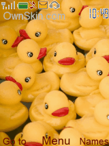 Duck