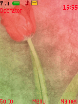 pink tulip