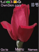 lovely rose