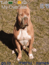 pitbull+