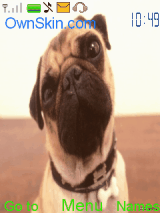 My animal