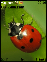bug