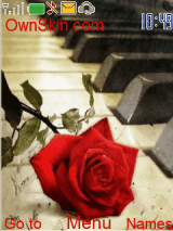 rosei