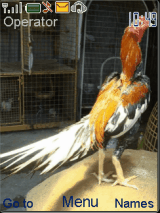 ayam andalan