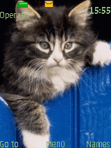 Pretty cat