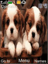 Cute Puppies
