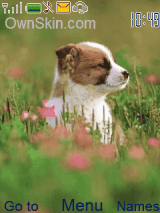 dogs
