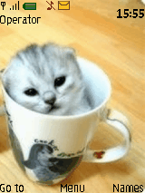 kucing lucu