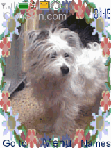 my dog roudy