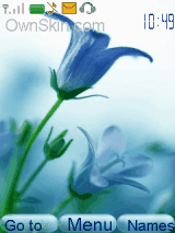 Blue Flowers