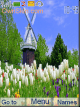 Tulips