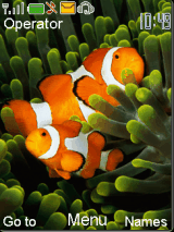 Clown fish
