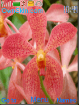 orchid