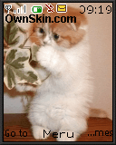 Cute Kitty