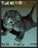 Sporting Cat