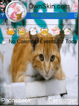 cute cat