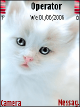 cat