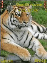 tigre