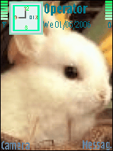 rabbit