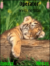 baby tiger