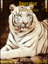 tiger33