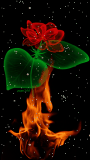 red rose and fire