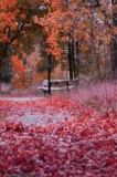 Crimson autumn