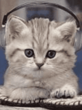 Cat music