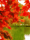 Autumn_Colours_Animated