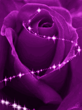** Purple Rose**