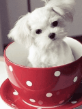 Cup oF PuppY