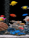 Fish_Aquarium
