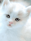Animated cat wallpapers